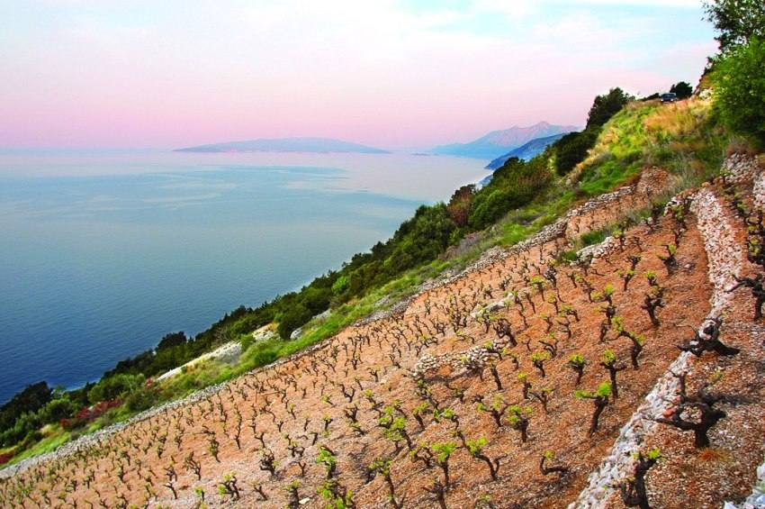 Vinogradi na Pelješcu